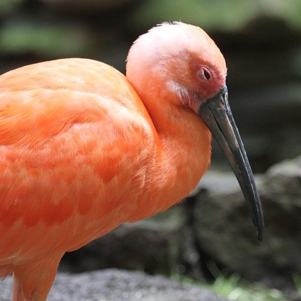 Ibis Photograph - Scarlet Ibis close up by Justin Connor