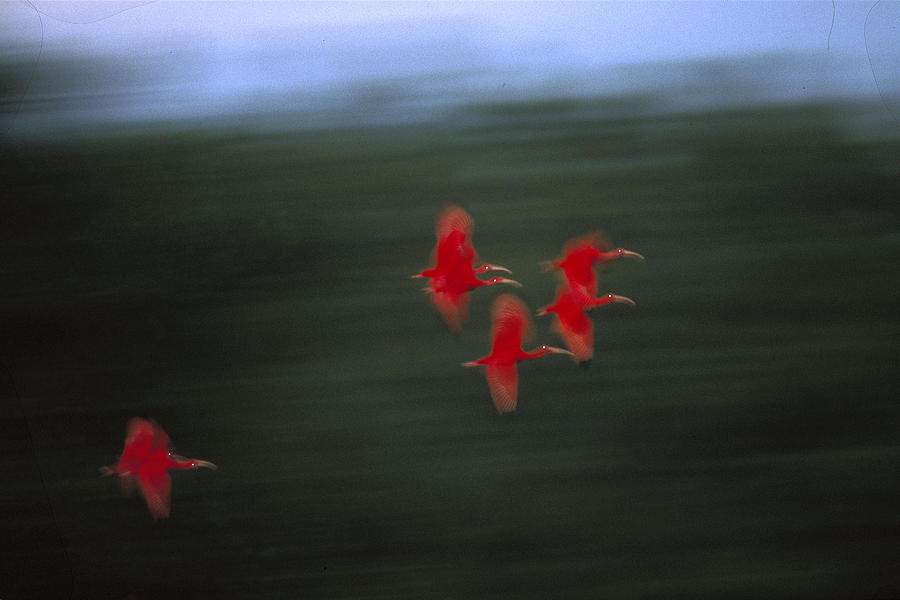Scarlet Ibis Flock Photograph by Konrad Wothe
