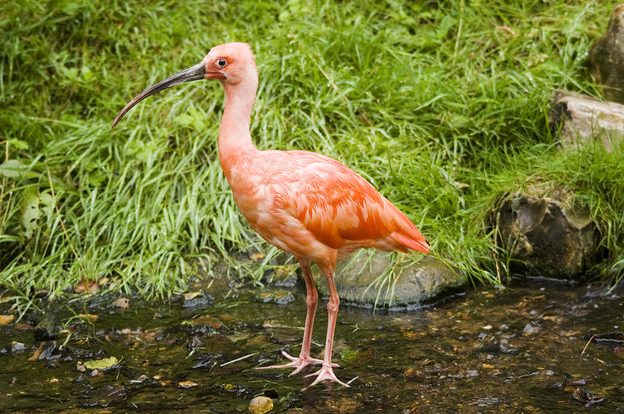 Scarlet Ibis Photograph by Simon Redwood - Fine Art America