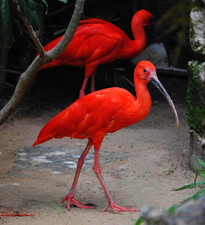 Scarlet Ibises Photograph by DiDi Higginbotham - Fine Art America