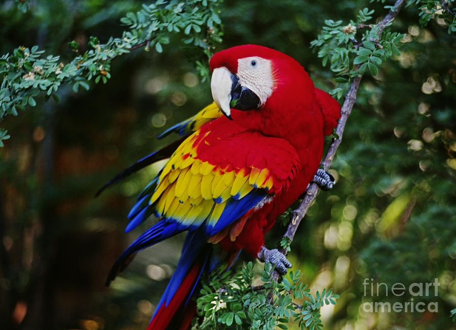 Wildlife Photograph - Scarlet Macaw - Guatemalan Rainforest by Craig Lovell