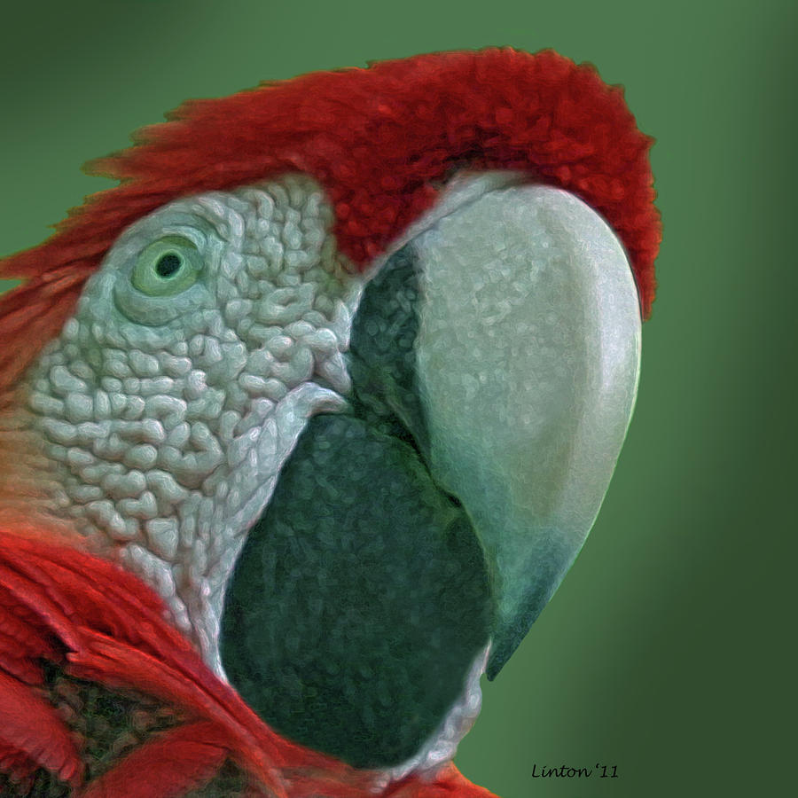 Scarlet Macaw 3 Photograph by Larry Linton