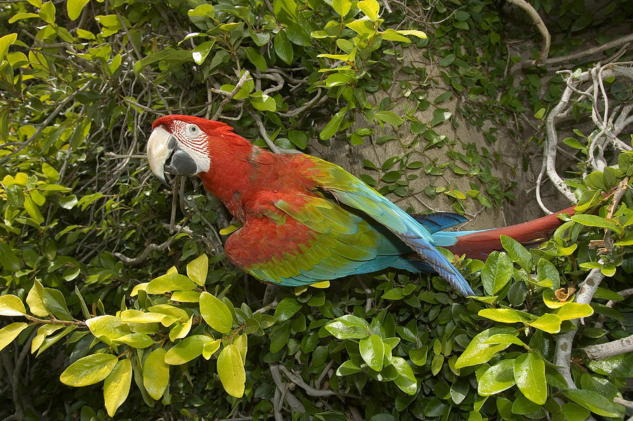 Scarlet Macaw Ara Macao Adult Perching Photograph by San Diego Zoo