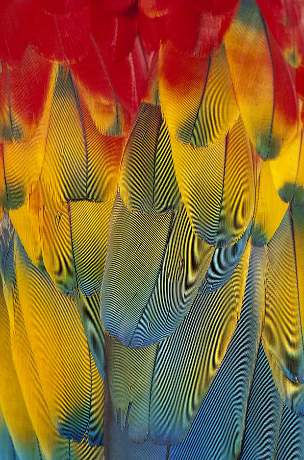 Scarlet Macaw Ara Macao Close-up Photograph by Michael Durham