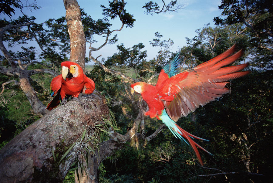 Scarlet Macaws in Canopy Photograph by Tui De Roy