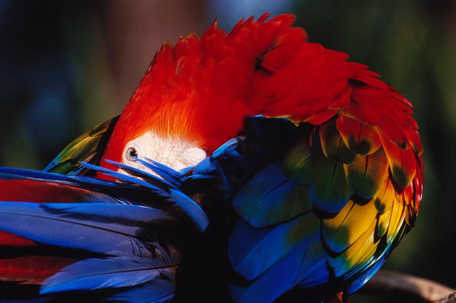 Scarlet Macaw Photograph by Bradford Martin