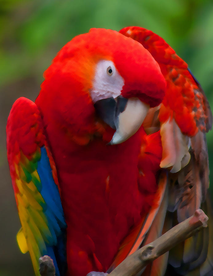 Scarlet Macaw Photograph by Cindy Haggerty