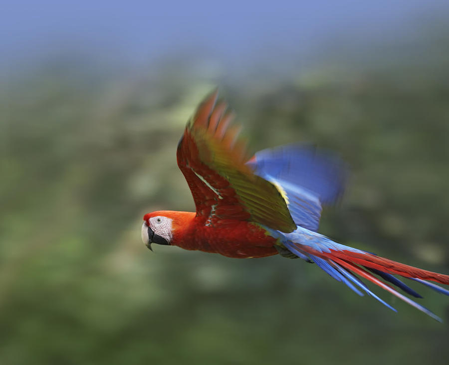 Scarlet Macaw Flying Costa Rica Photograph by Tim Fitzharris