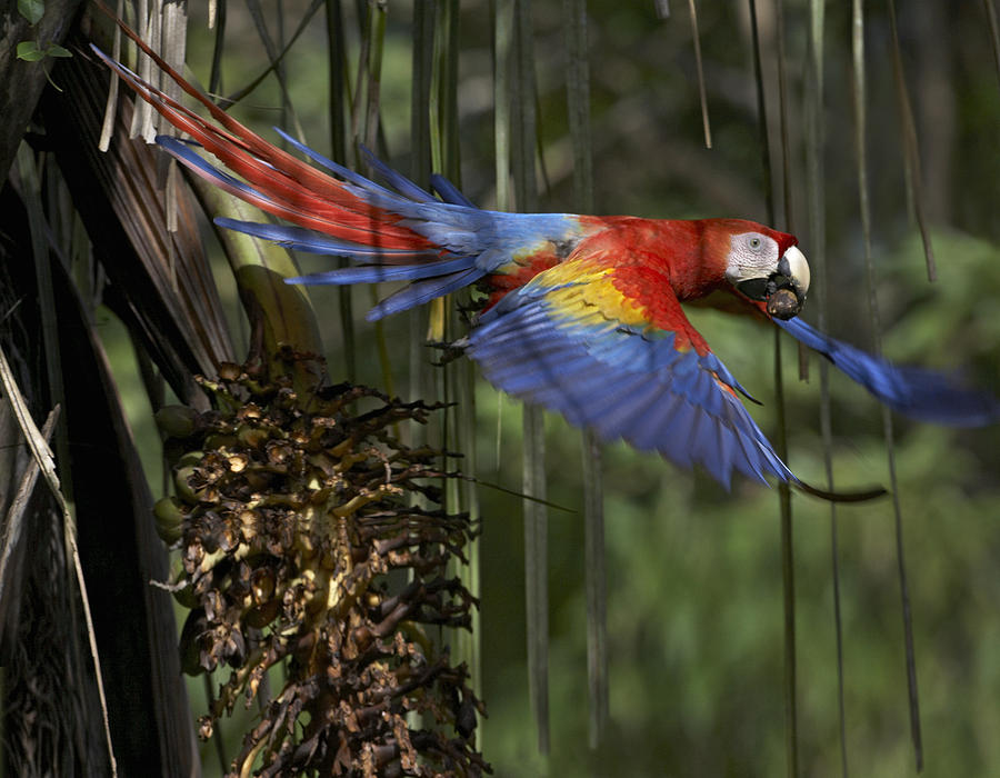 Scarlet Macaw Flying With Palm Nut Photograph by Tim Fitzharris