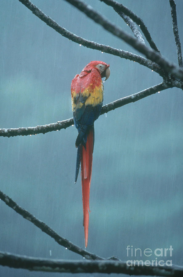 Scarlet Macaw Photograph by Gregory G Dimijian