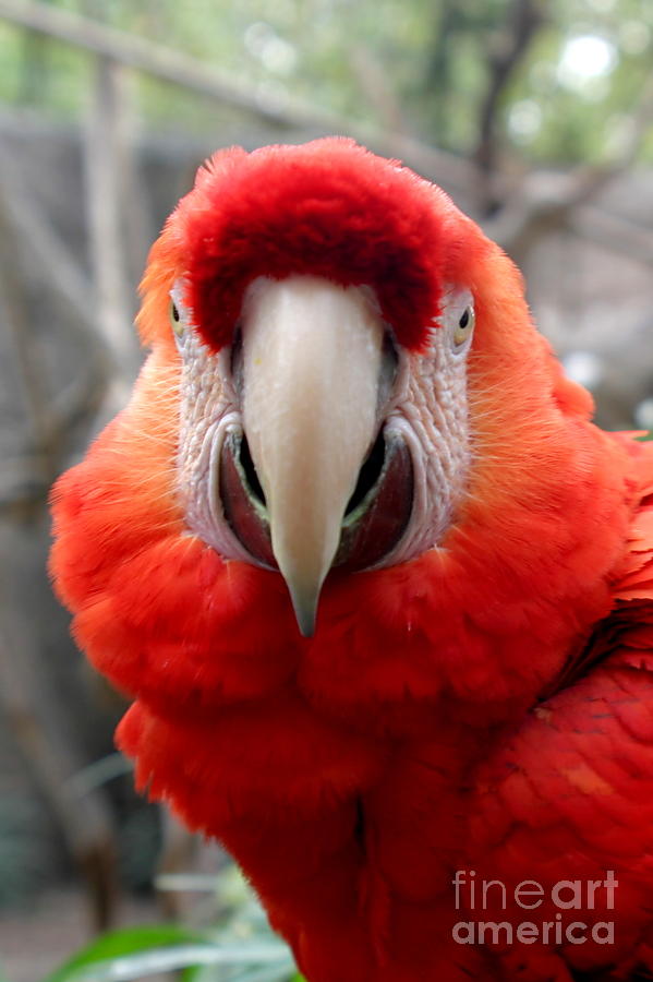 Scarlet Macaw Photograph by Henrik Lehnerer