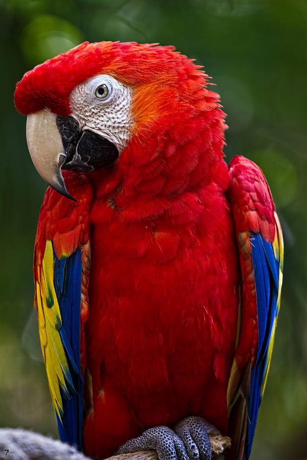 Disney Photograph - Scarlet Macaw by Jason Blalock
