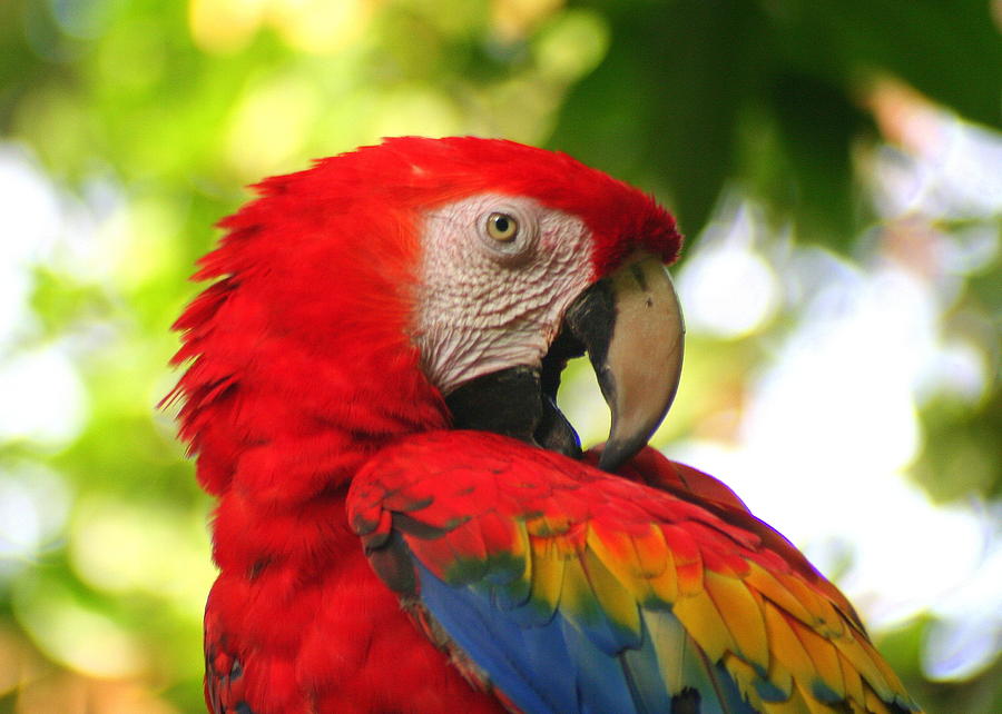 Bird Photograph - Scarlet Macaw by Laurel Talabere