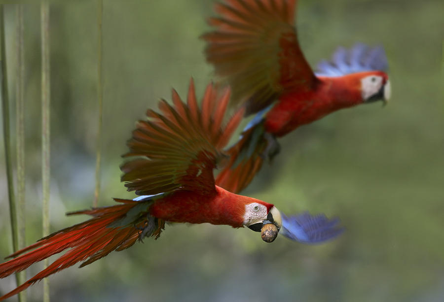 Scarlet Macaw Pair Flying With Palm Photograph by Tim Fitzharris