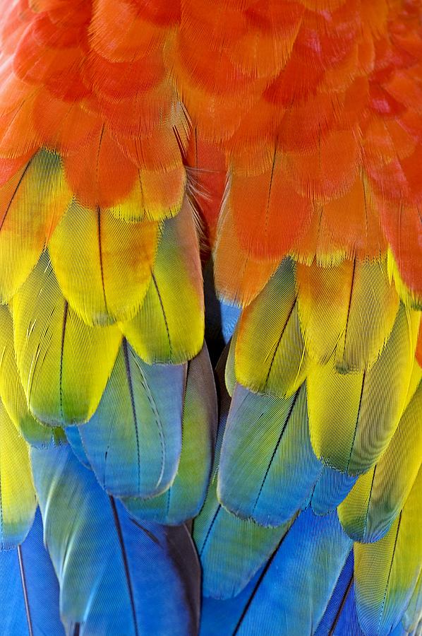 Parrot Photograph - Scarlet Macaw Plumage by Tony Camacho