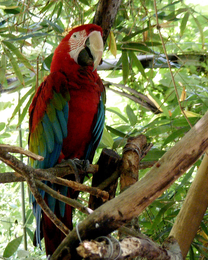 Scarlet Macaw Photograph by Renee Barnes - Fine Art America