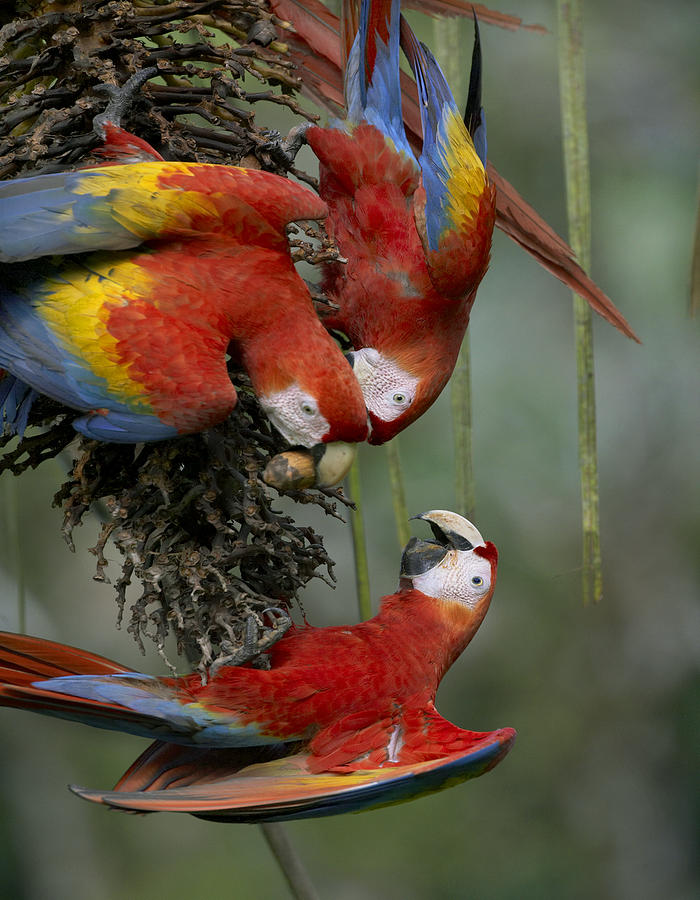 Scarlet Macaw Trio Feeding On Palm Photograph by Tim Fitzharris