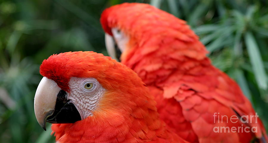 Scarlet Macaws Photograph by Henrik Lehnerer