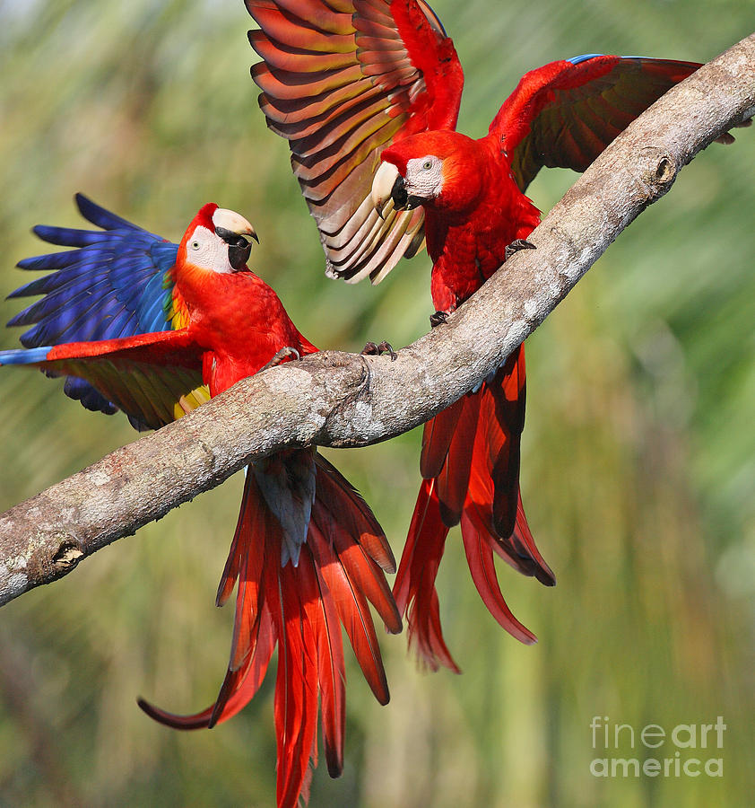Scarlet Macaws Photograph by Jean-Luc Baron
