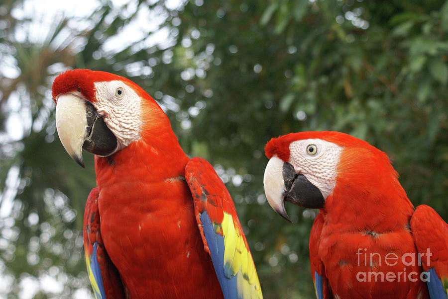 SCARLET MACAWS Mexico Photograph by John  Mitchell