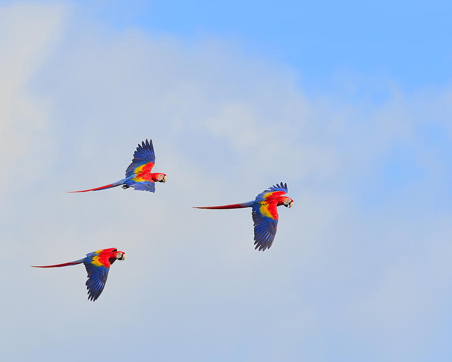 Macaw Photograph - Scarlet Macaws by Tony Beck