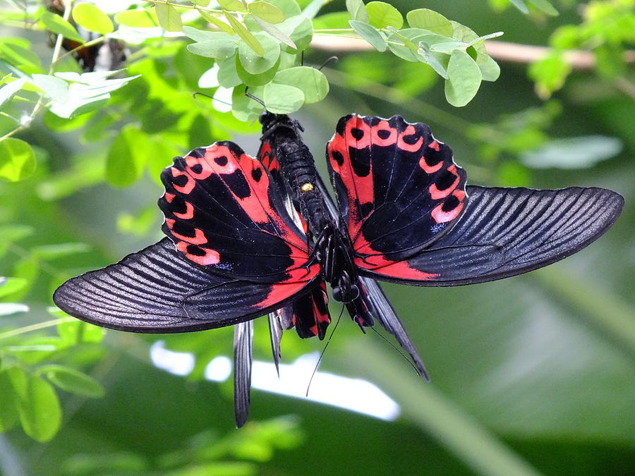 Scarlet Mormon Butterflies Photograph by Peggy King