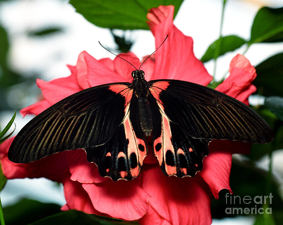 Scarlet Mormon Butterfly 2 Photograph by Terry Elniski