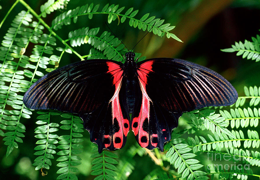 Scarlet Mormon Butterfly Photograph by Terry Elniski