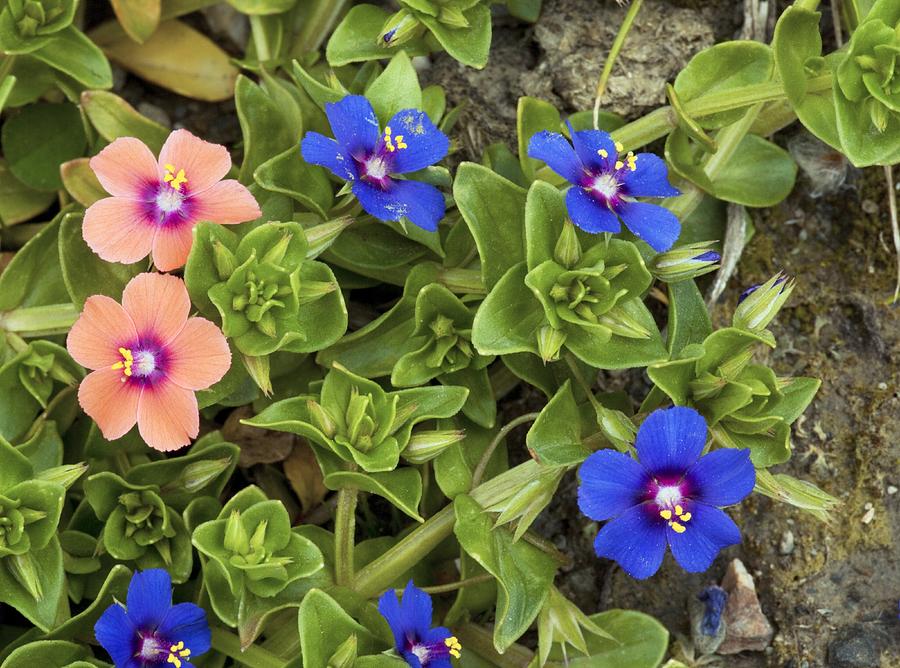 Scarlet Pimpernel Flowers Photograph By Bob Gibbons