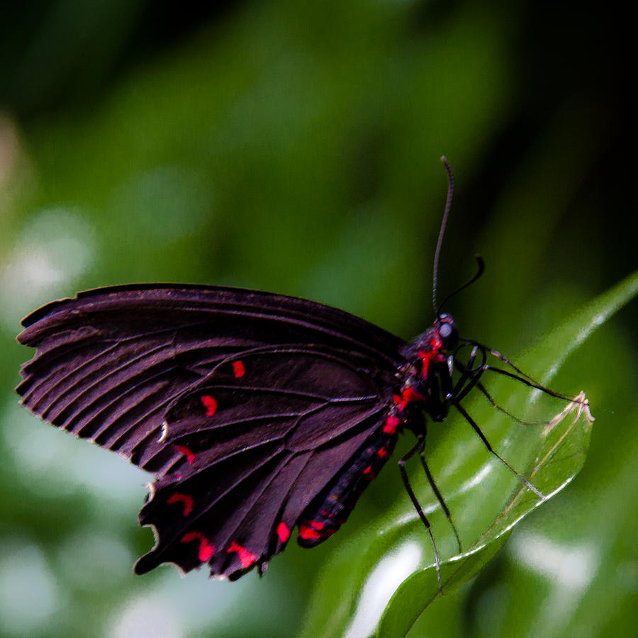 Scarlet Swallowtail Photograph by David Patterson