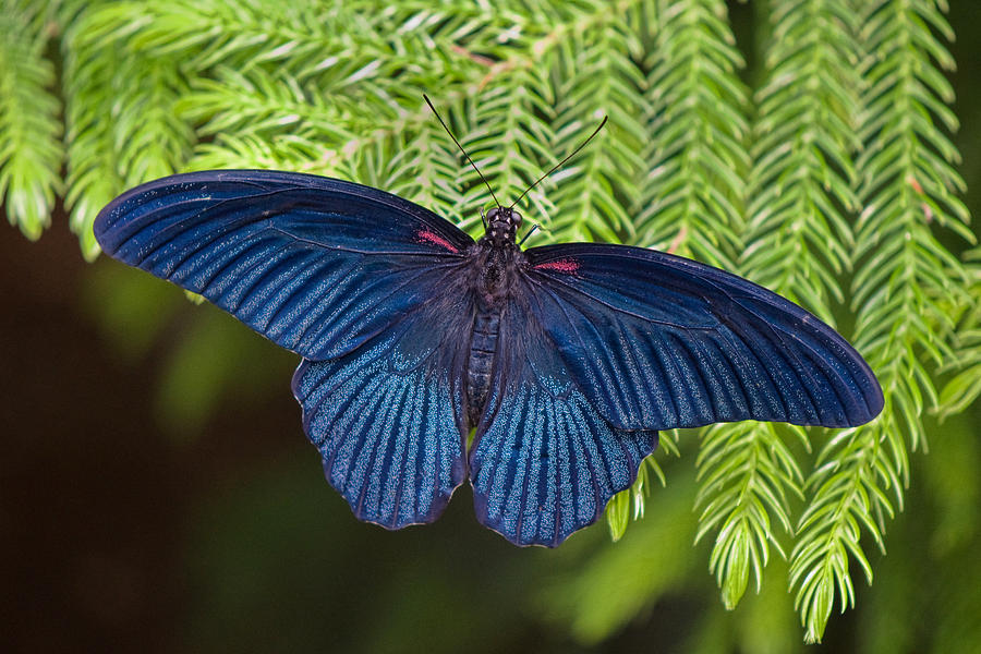 Scarlet Swallowtail Photograph by Joann Vitali