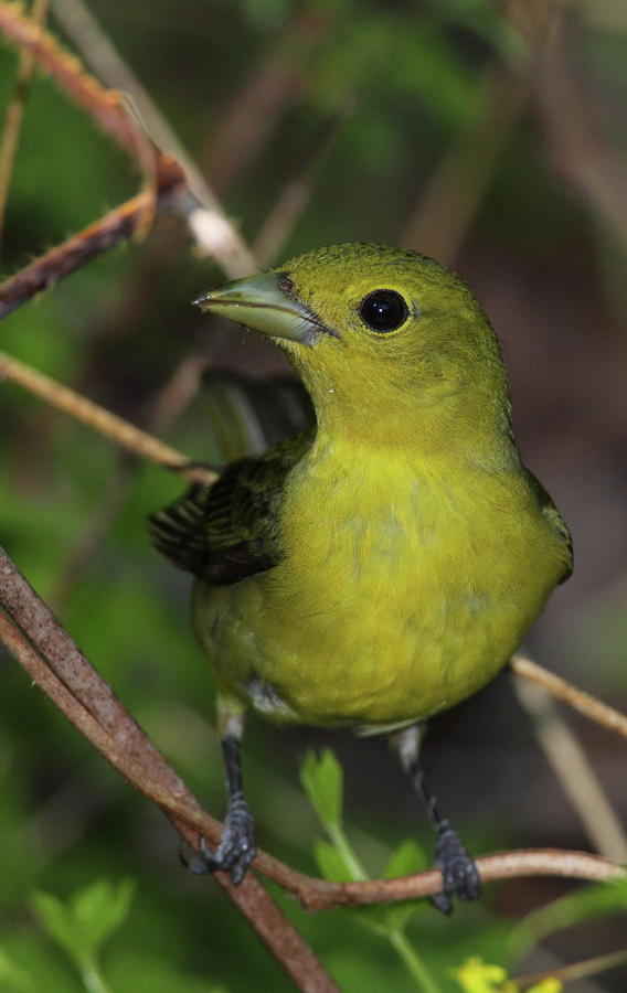 Scarlet Tanager Female Photograph By Bruce J Robinson