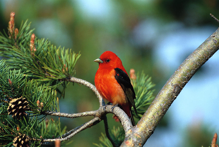 Scarlet Tanager Piranga Olivacea Male Photograph by Tom Vezo