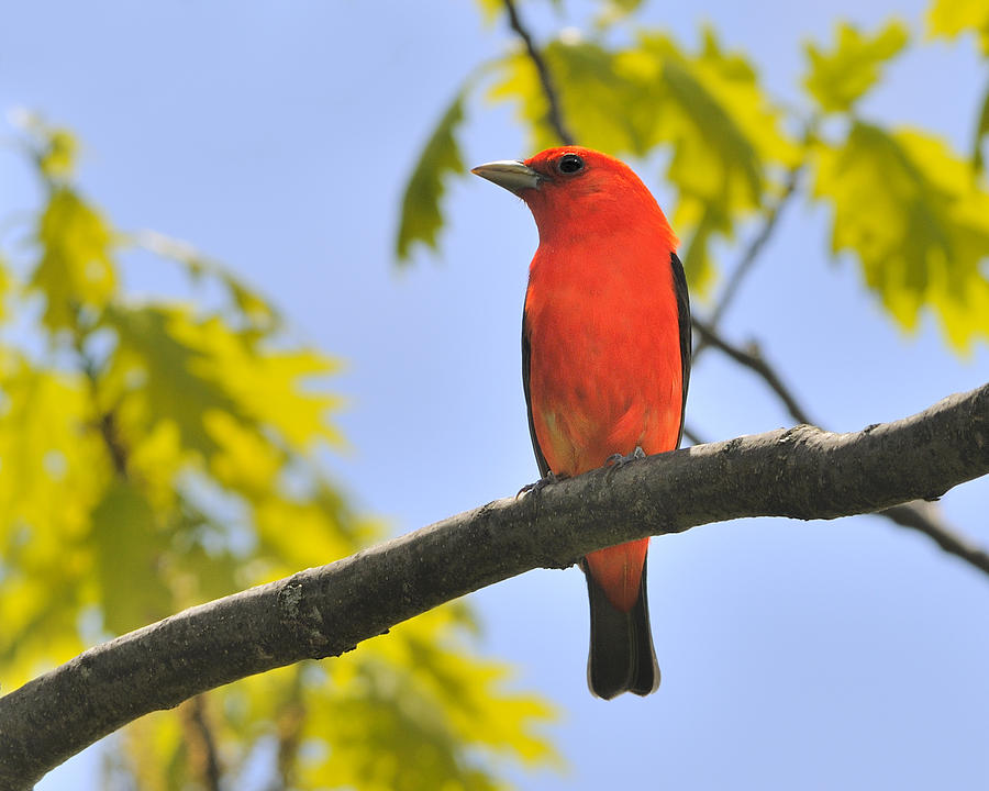 Scarlet Tanager Photograph by Tony Beck