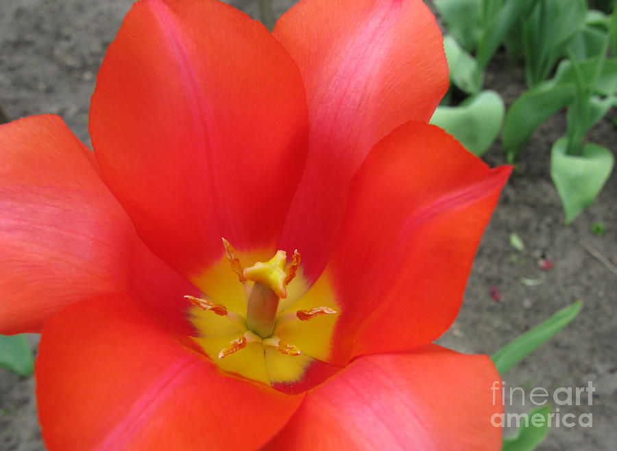 Nature Photograph - Scarlet Tulip by Ausra Huntington nee Paulauskaite