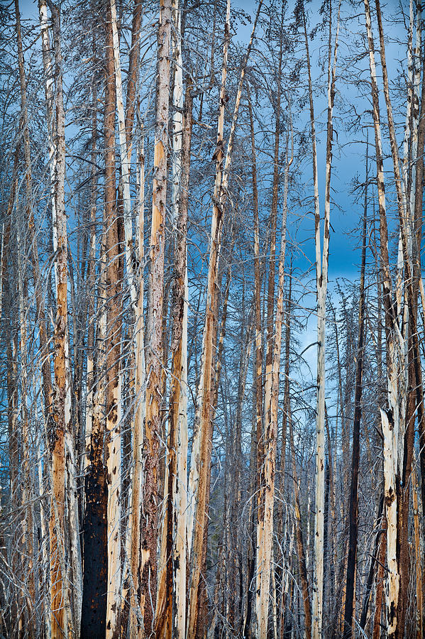 Yellowstone National Park Photograph - Scarred Pines Yellowstone by Steve Gadomski