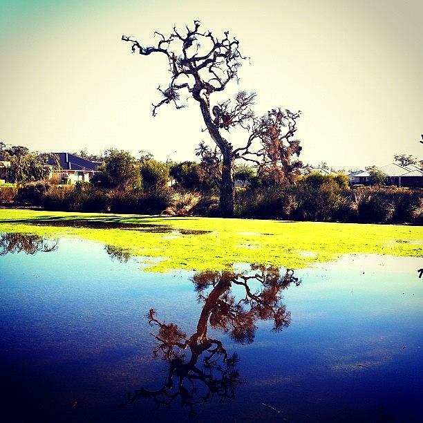 Scary Tree Mirror Image Photograph by Katrina Reed