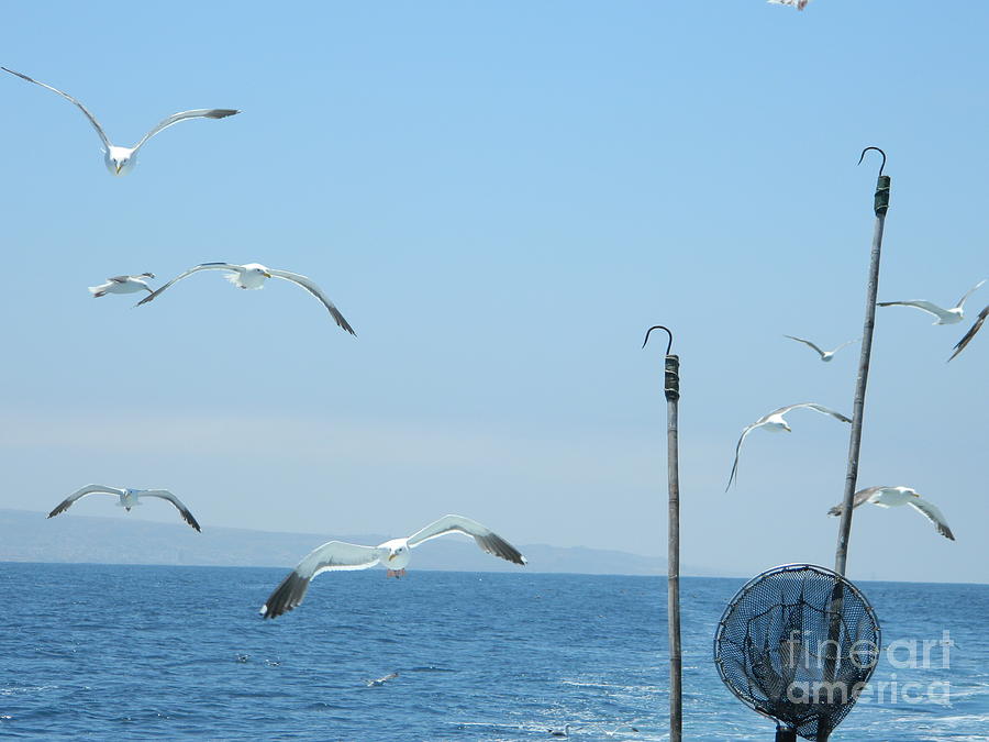 Scavengers At Sea Photograph by Sara Mayer