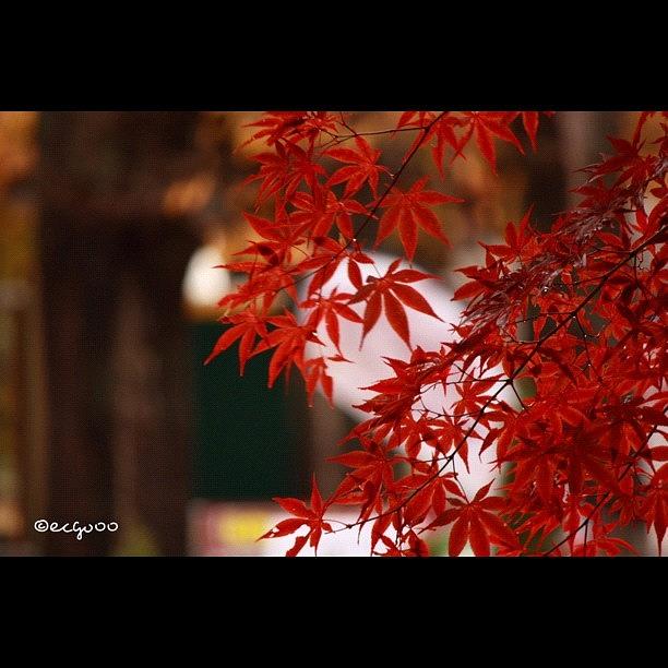 Fall Photograph - Scenery Of Red Leaves by Kimihiro Ecchie