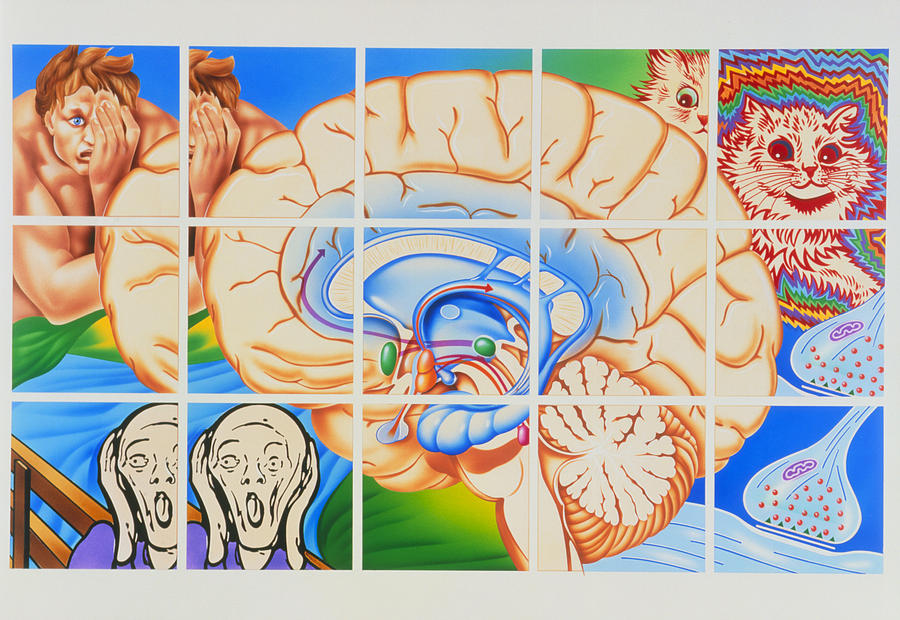 Schizophrenia Photograph - Schizophrenia: Artwork Of Brain And Paintings by John Bavosi