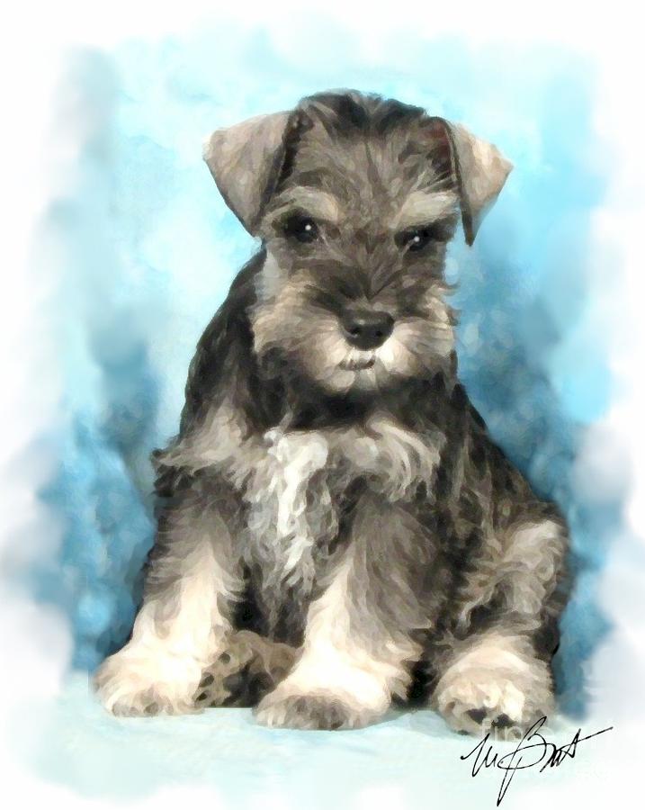 Schnauzer Pup by Maxine Bochnia