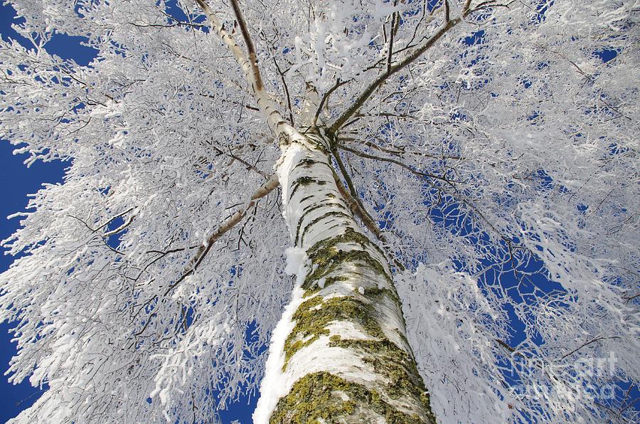Nature Photograph - Snowworld Fineart  by Tanja Riedel