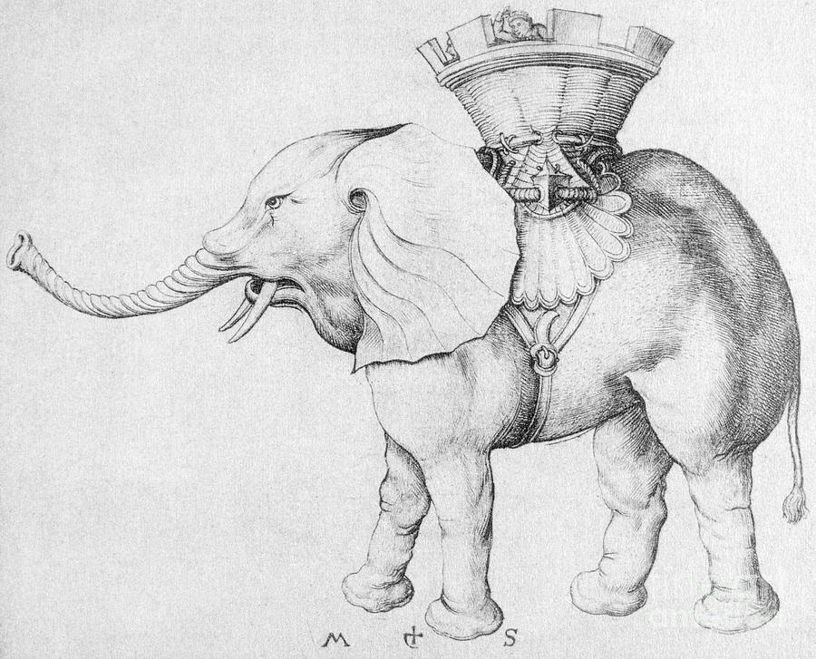 Schongauer: The Elephant Photograph by Granger