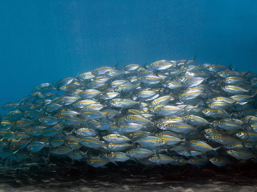 School Of Fish Photograph by Georgette Douwma