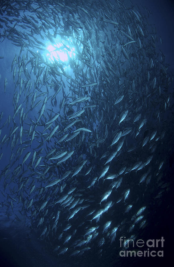 Fish Photograph - School Of Jacks At Liberty Wreck, Bali by Mathieu Meur