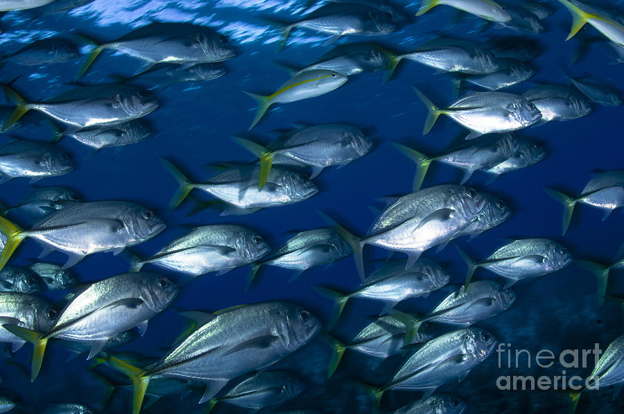 Fish Photograph - School Of Jacks In Motion, Belize by Todd Winner