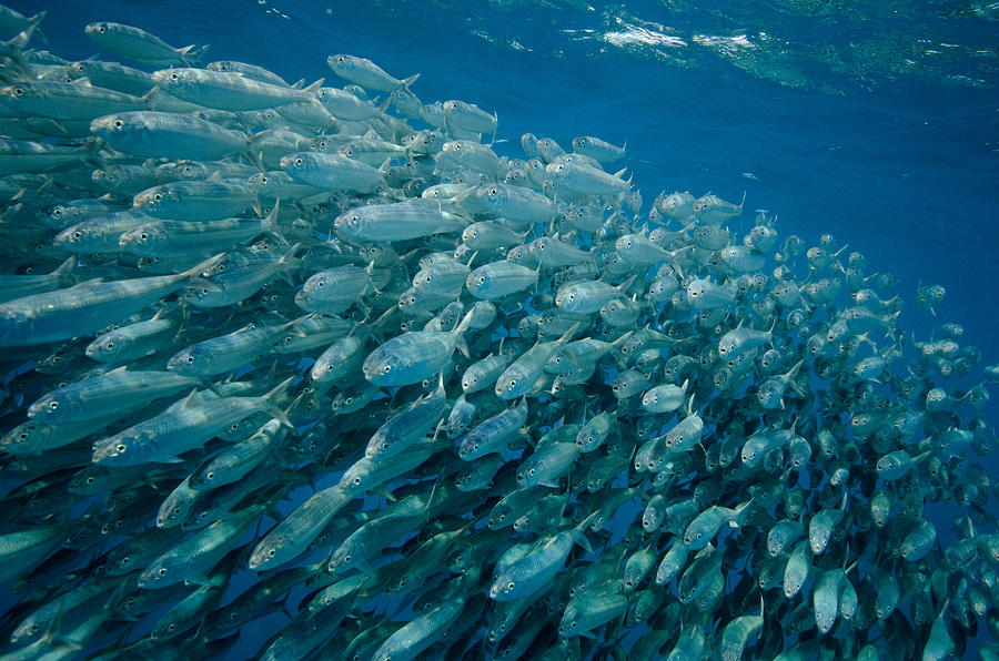 School Of Sardines Photograph by Gerard Soury