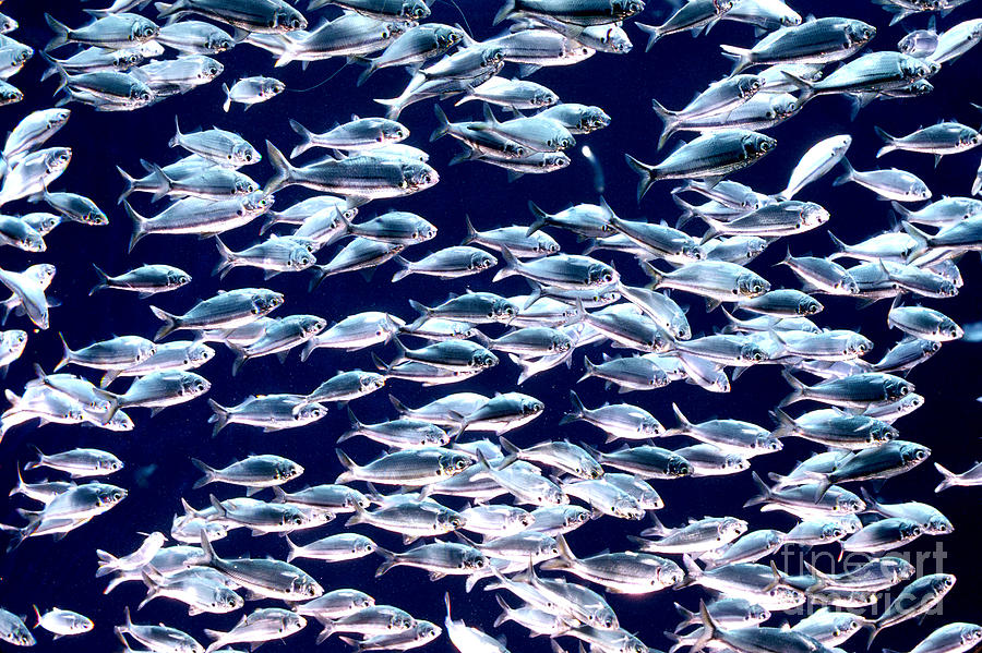 School of Threadfin Shad Photograph by Tom McHugh and Photo Researchers