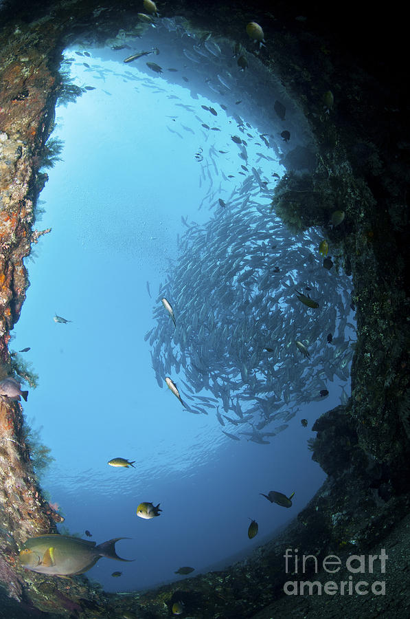 Fish Photograph - School Of Trevally Seen Through Hole by Mathieu Meur