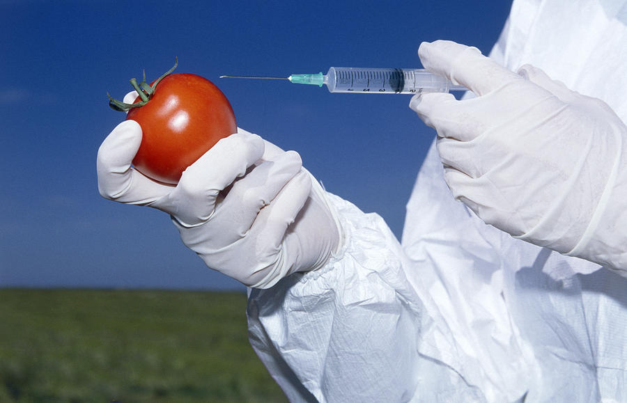 Tomato Photograph - Scientist Injecting Gm Tomato by Cristina Pedrazzini